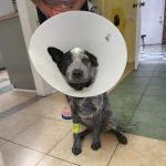 Windsor Pet Care