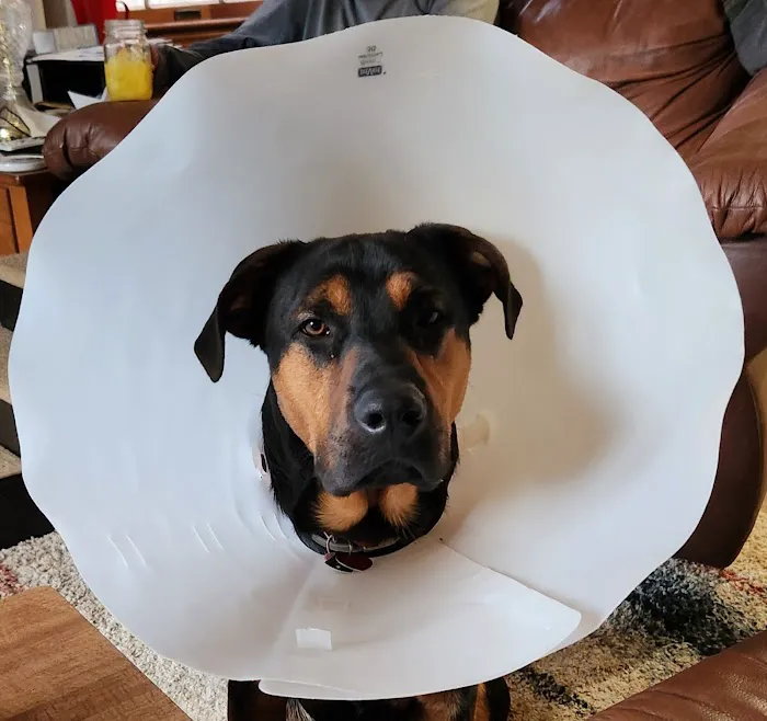 Windsor Pet Care Picture 9