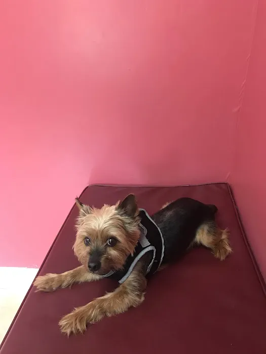 Windsor Pet Care Picture 10