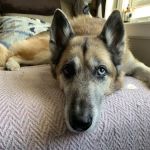 Tidewater Animal Clinic
