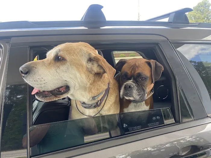 Tidewater Animal Clinic Picture 3