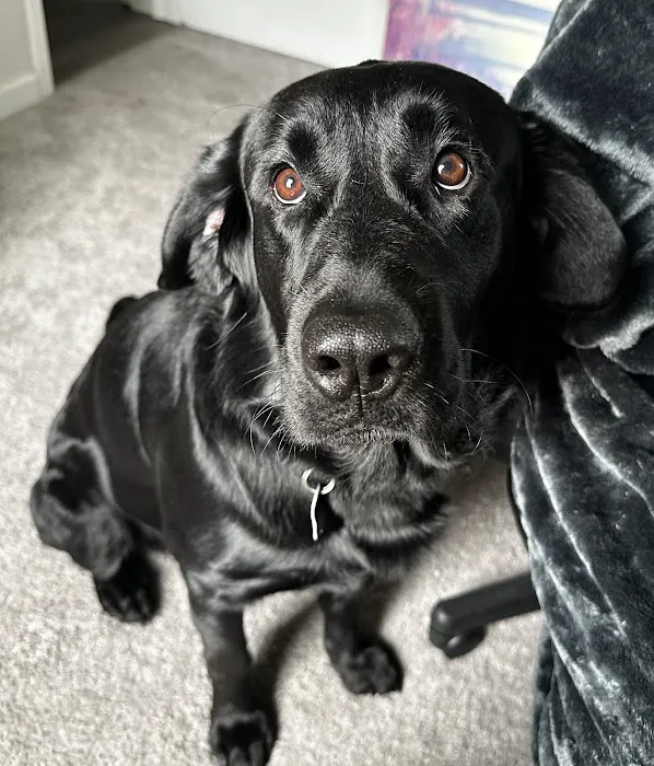 Tidewater Animal Clinic Picture 5