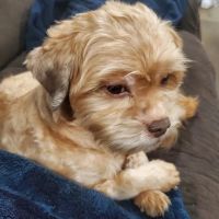 Suffolk Animal Hospital ico