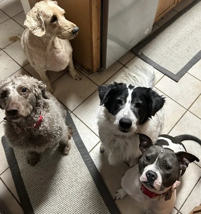 Suffolk Animal Hospital Picture 5