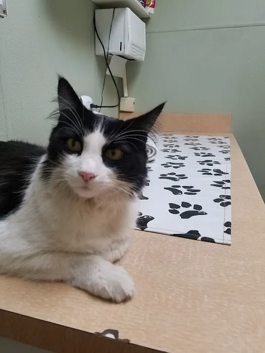 VCA Wilshire Animal Hospital Picture 2