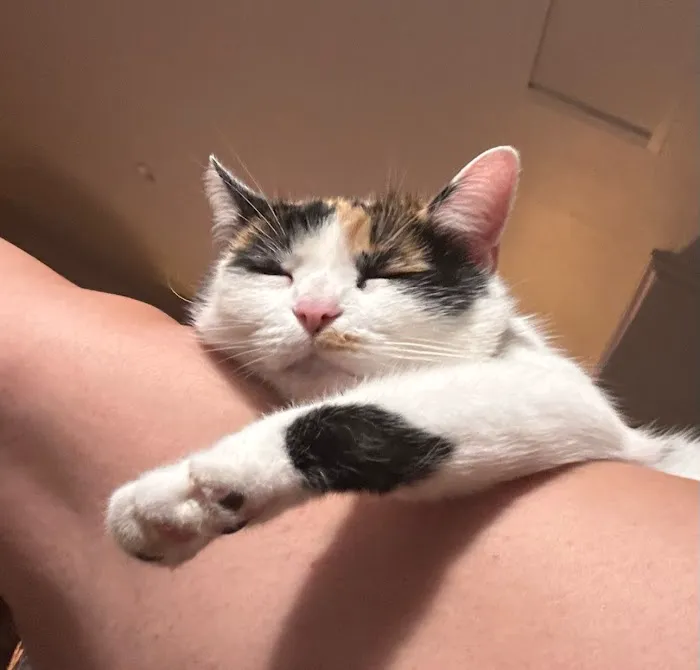 PAW CENTER Veterinary Hospital/Urgent Care Picture 4