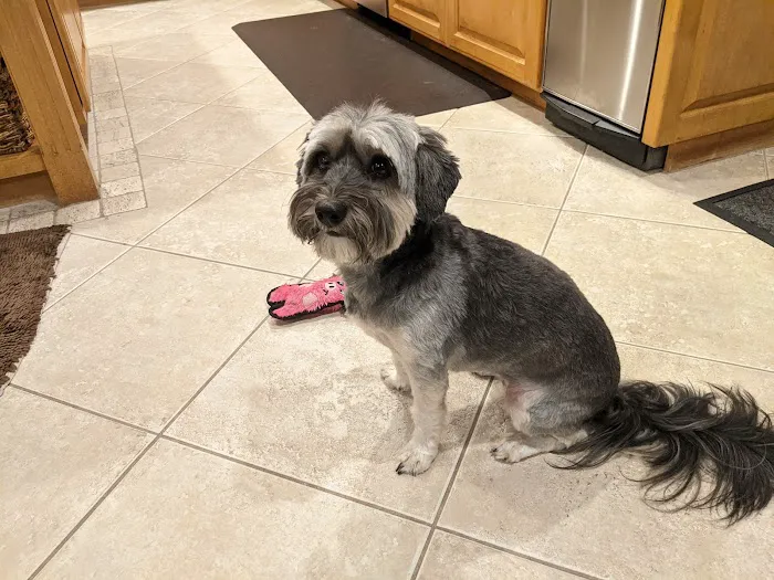 PAW CENTER Veterinary Hospital/Urgent Care Picture 7