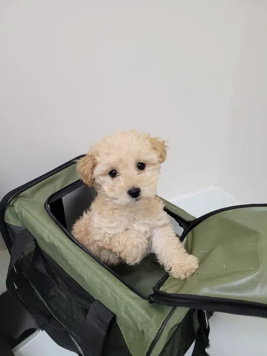 PAW CENTER Veterinary Hospital/Urgent Care Picture 3
