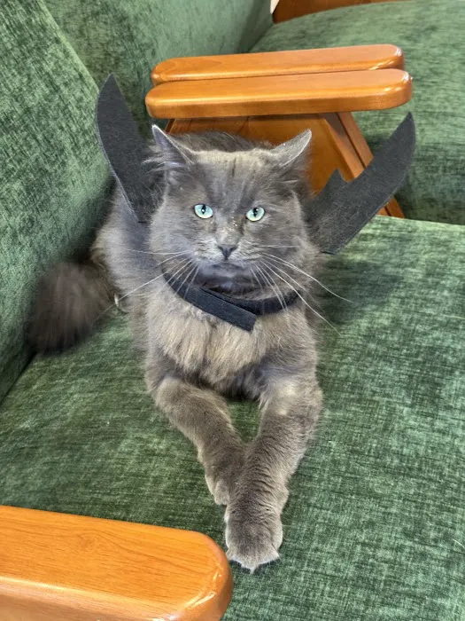 PAW CENTER Veterinary Hospital/Urgent Care Picture 8