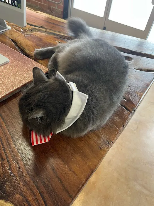 PAW CENTER Veterinary Hospital/Urgent Care Picture 9