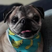 Sharp Pet Hospital ico