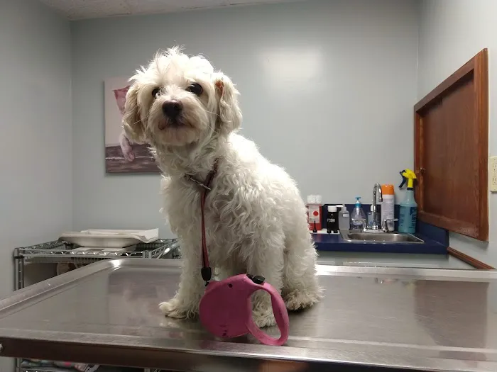 Sharp Pet Hospital Picture 5