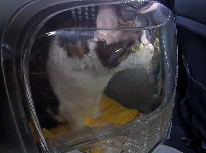 Sharp Pet Hospital Picture 9