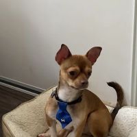 Aloro Pet Hospital ico