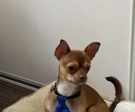 Aloro Pet Hospital