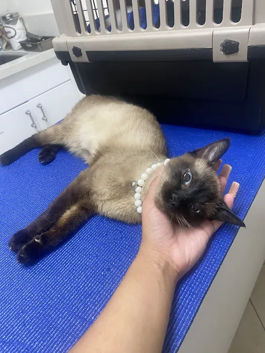 Aloro Pet Hospital Picture 5