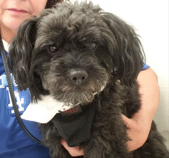 Elwood Animal Clinic Picture 2