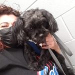 Elwood Animal Clinic
