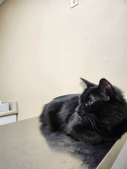 Elwood Animal Clinic Picture 8