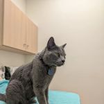 Glendora Pet Care Center