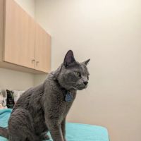 Glendora Pet Care Center ico