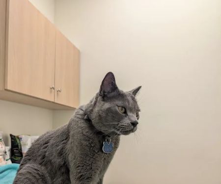 Glendora Pet Care Center