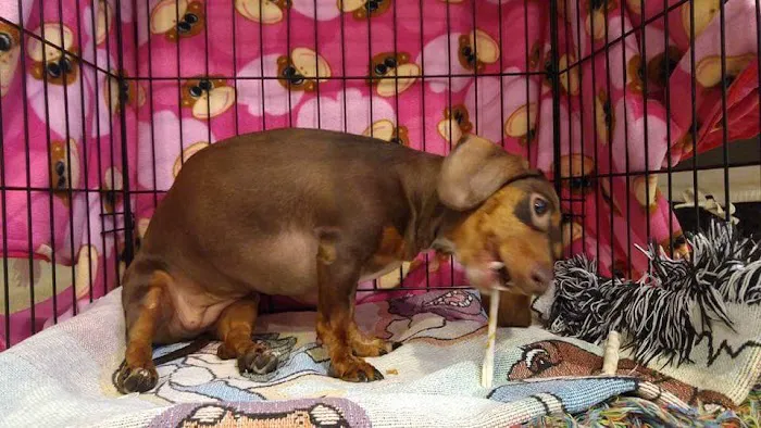 Glendora Pet Care Center Picture 6