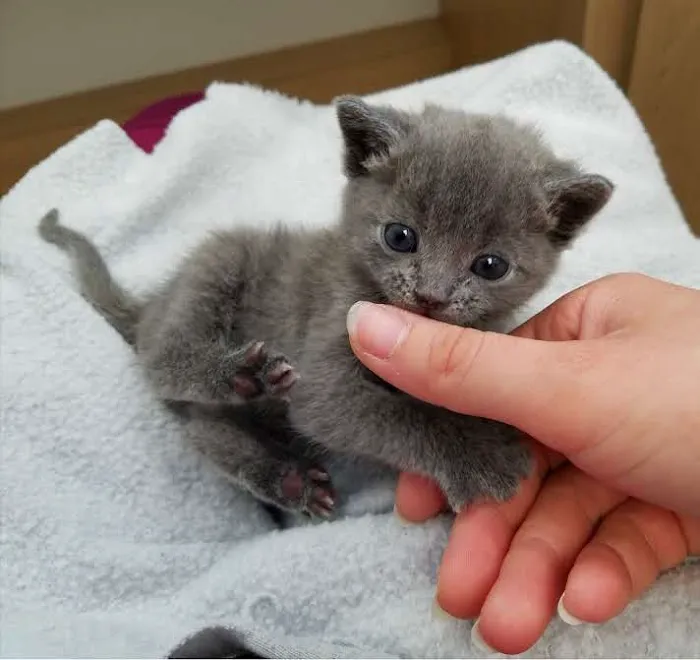 Glendora Pet Care Center Picture 9