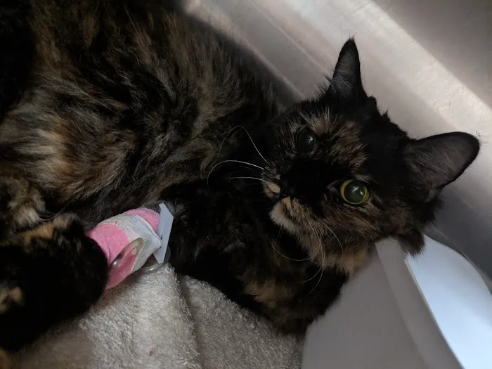 San Dimas Pet Clinic Picture 1