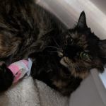 San Dimas Pet Clinic