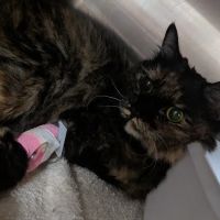 San Dimas Pet Clinic ico