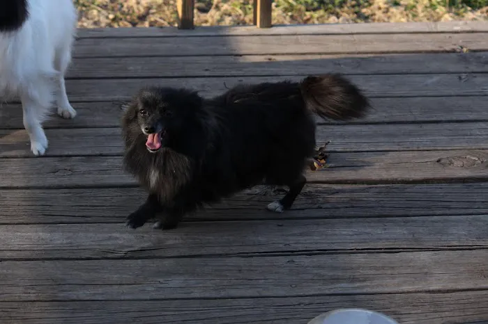 San Dimas Pet Clinic Picture 5