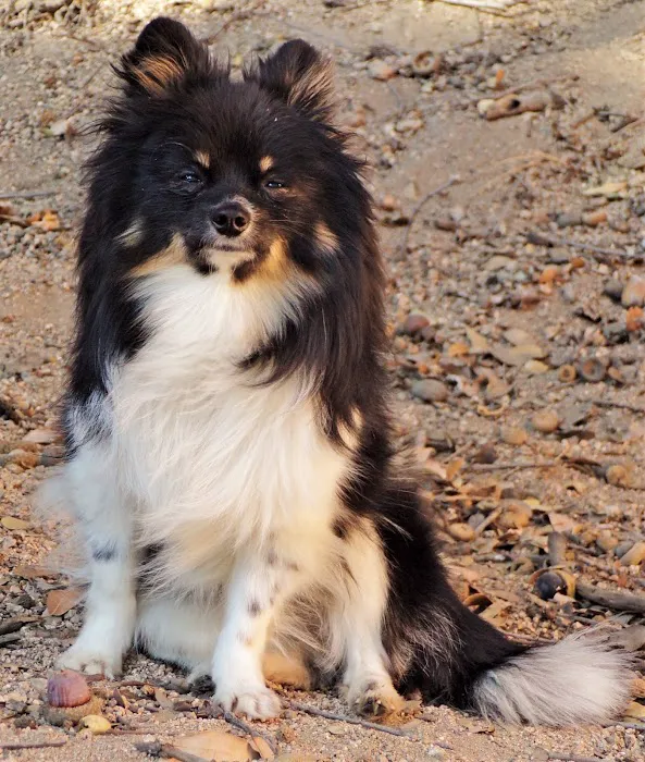 San Dimas Pet Clinic Picture 4