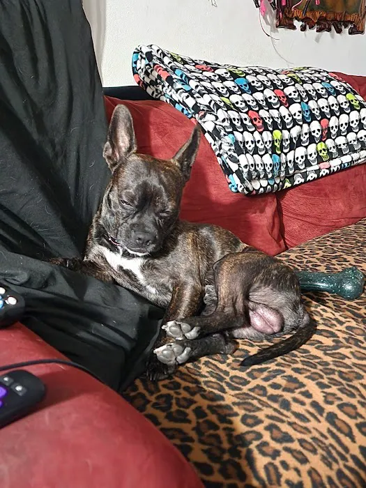 San Dimas Pet Clinic Picture 7