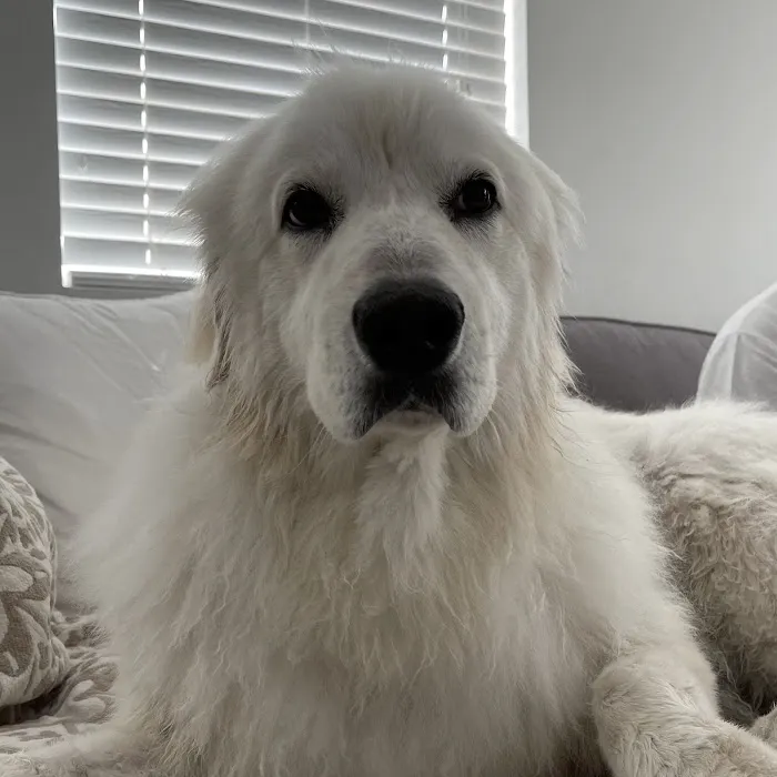 San Dimas Pet Clinic Picture 10