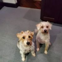 Banfield Pet Hospital ico