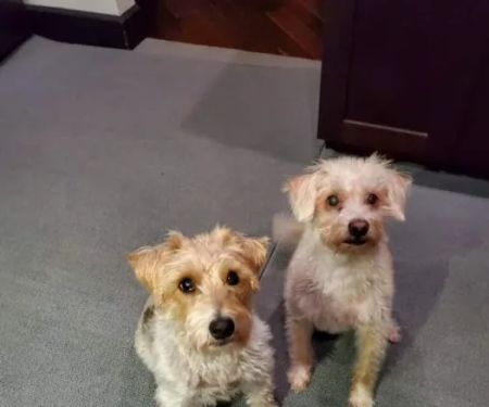 Banfield Pet Hospital
