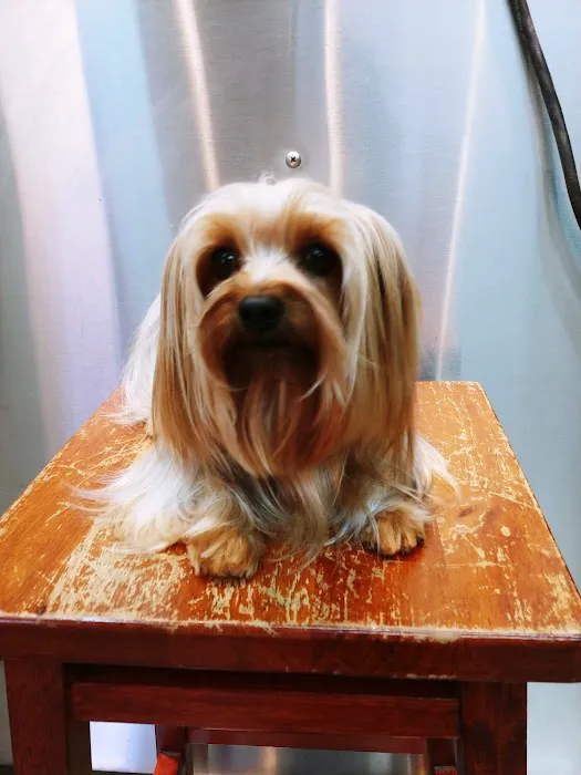 Animal Hospital of Walnut Picture 8