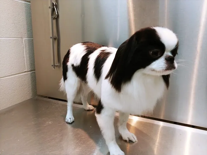 Animal Hospital of Walnut Picture 5