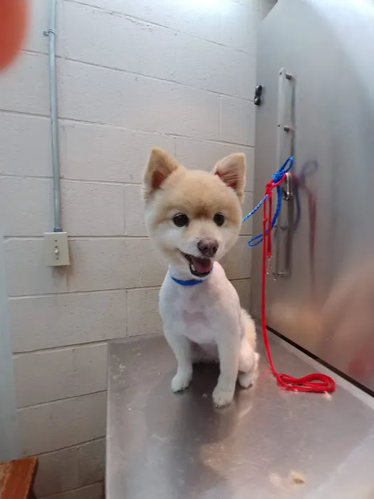 Animal Hospital of Walnut Picture 6