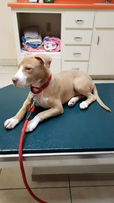 Animal Hospital of Walnut Picture 3