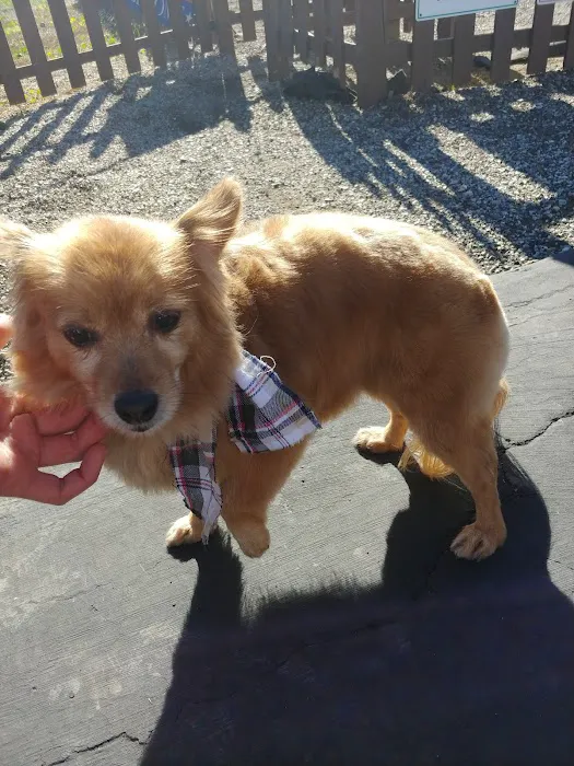 Animal Hospital of Walnut Picture 9