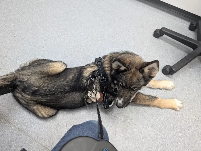 Via Verde Animal Hospital Picture 1