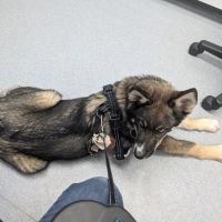 Via Verde Animal Hospital ico