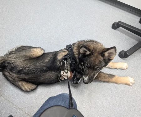 Via Verde Animal Hospital