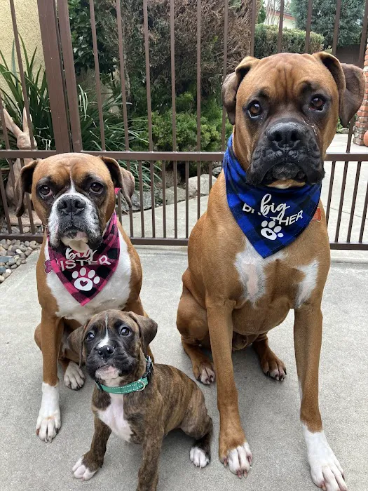 Via Verde Animal Hospital Picture 10