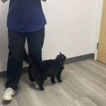 PetVets Animal Hospital