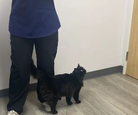 PetVets Animal Hospital