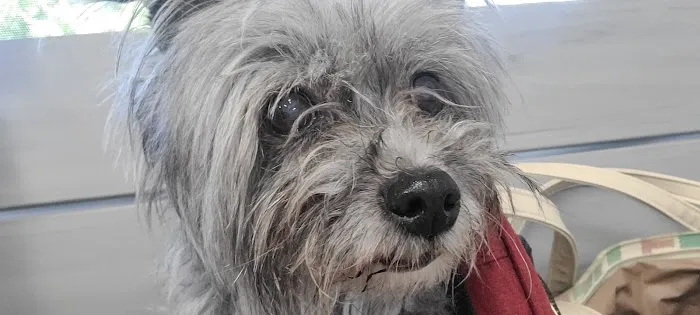 PetVets Animal Hospital Picture 4