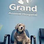 Grand Animal Hospital